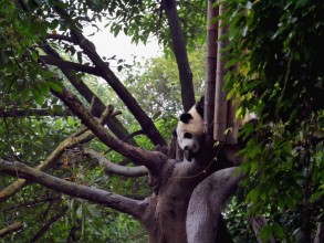 Centre de Recherche sur le Panda Géant