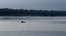 Les dauphins de l'Irrawaddy